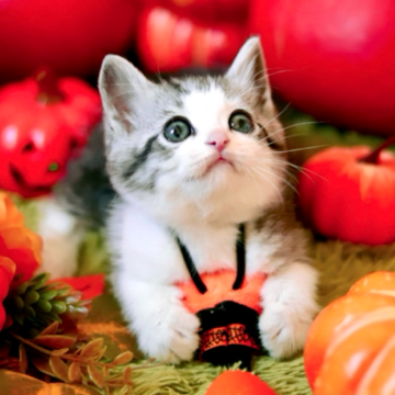 マンチカン×スコティッシュフォールド【北海道・男の子・2024年8月24日・シルバーマッカレルタビー&ホワイト】の写真「ベビーフェイスの丸顔ちゃん」