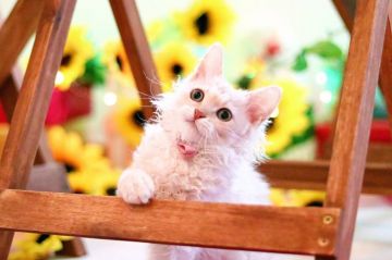 ラパーマ【北海道・男の子・2020年3月13日・クリームカメオ】の写真「ふわふわの巻き毛が美しい男の子」