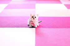 マンチカン(短足)【北海道・女の子・2020年7月8日・シルバータビー】の写真4