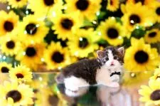 マンチカン(長足)【北海道・男の子・2020年7月1日・ブラウンマッカレルタビー&ホワイト】の写真5