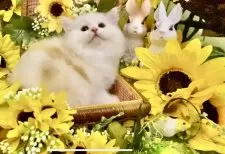 マンチカン×スコティッシュ【北海道・女の子・2025年6月10日・シェルカメオ&ホワイト】の写真5