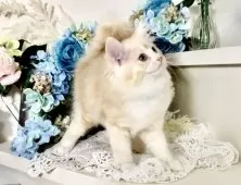 マンチカン×スコティッシュフォールド【北海道・女の子・2025年6月10日・カメオタビー】の写真7