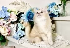 マンチカン×スコティッシュフォールド【北海道・女の子・2025年6月10日・カメオタビー】の写真8