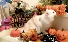 マンチカン×スコティッシュ【北海道・女の子・2025年6月10日・シェルカメオ&ホワイト】の写真4