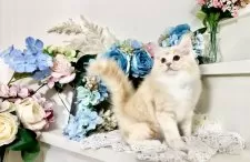 マンチカン×スコティッシュフォールド【北海道・女の子・2025年6月10日・カメオタビー】の写真6