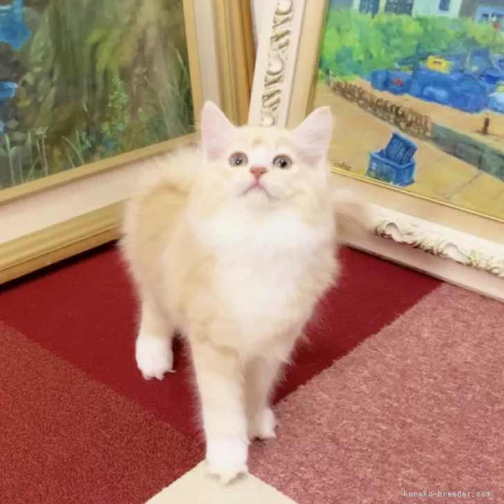 マンチカン×スコティッシュフォールド【北海道・女の子・2025年6月10日・カメオタビー】の写真1