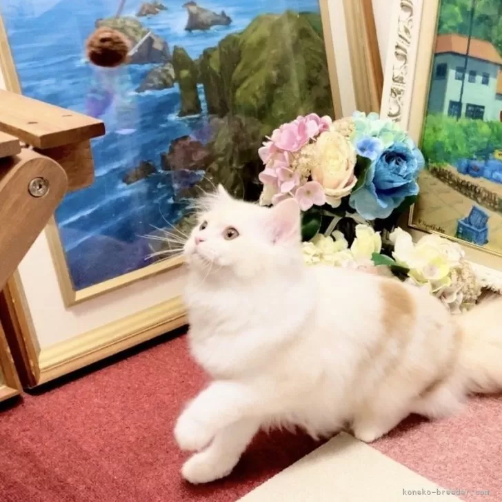 マンチカン×スコティッシュ【北海道・女の子・2025年6月10日・シェルカメオ&amp;ホワイト】の写真1