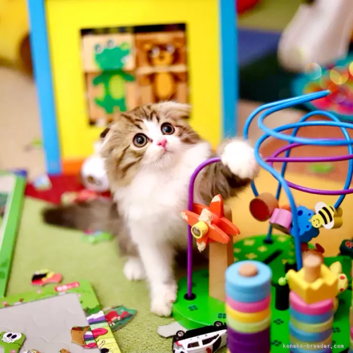 まこと 様のお迎えした子猫