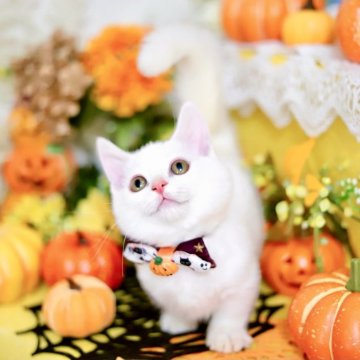 “短足”マンチカン×スコティッシュ【北海道・男の子・2025年6月10日・ホワイト】の写真「10/26迄限定価格“総額160,000円”」