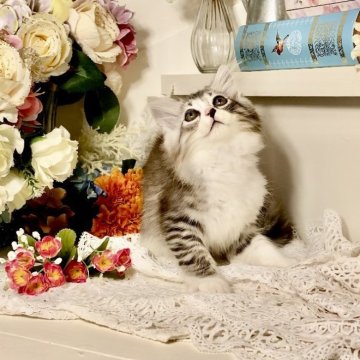 マンチカン×スコティッシュフォールド【北海道・男の子・2025年6月10日・ブラウンマッカレルタビー&ホワイト】の写真「　」