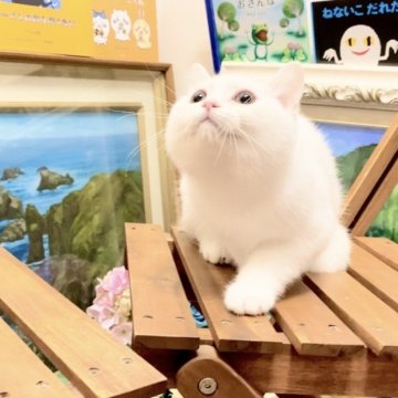 マンチカン×スコティッシュフォールド【北海道・男の子・2025年6月10日・ホワイトソリッド】の写真「11月29日撮影」