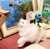 マンチカン×スコティッシュ