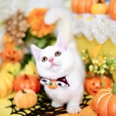 “短足”マンチカン×スコティッシュ