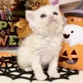 ラムキン×セルカークレックス【北海道・女の子・2025年9月23日・シルバーパッチドタビー&ホワイト(三毛)】の写真1