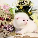 マンチカン×スコティッシュフォールド