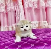 マンチカン×スコティッシュフォールド【北海道・女の子・2025年6月10日・カメオタビー】の写真14