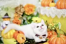 “短足”マンチカン×スコティッシュ【北海道・男の子・2025年6月10日・ホワイト】の写真5