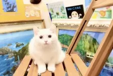 マンチカン×スコティッシュフォールド【北海道・男の子・2025年6月10日・ホワイトソリッド】の写真7