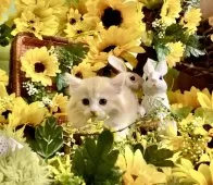 マンチカン×スコティッシュフォールド【北海道・女の子・2025年6月10日・カメオタビー】の写真10