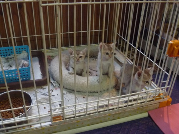 本間一夫ブリーダー