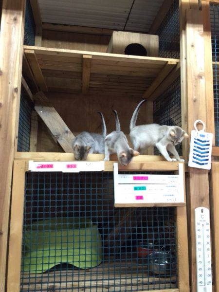 3段の手作りのケージは、みんな取り外しができ毎朝高圧洗浄機でお掃除しています。｜本間　一夫(ほんま　かずお)ブリーダー(茨城県・シンガプーラ・ACC登録)の紹介写真2