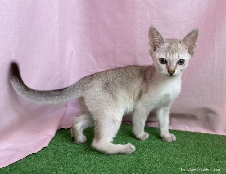 ID：2108-02305の子猫