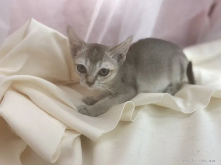 M.S 様のお迎えした子猫