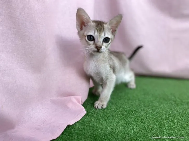 虎丸 様のお迎えした子猫