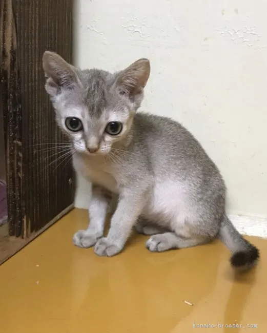ID：1709-00068の子猫