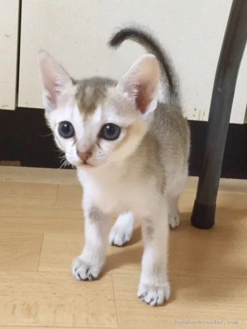 ID：1609-00594の子猫