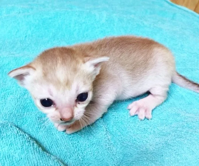 ID：1501-00279の子猫