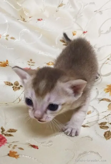ID：1601-00312の子猫