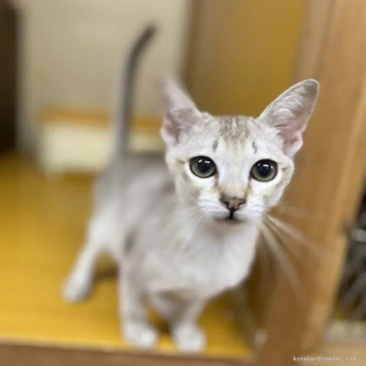 健 様のお迎えした子猫