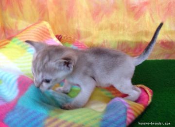 シンガプーラ【茨城県・男の子・2015年6月13日・セピアグティー】の写真「元気で顔立ちのととのった男の子です(^^)」