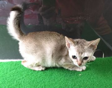 シンガプーラ【茨城県・男の子・2015年9月19日・セピアアグティー】の写真「かわいい元気な男の子ですo(^▽^)o」