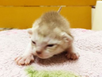 シンガプーラ【茨城県・女の子・2015年10月3日・セピアアグティー】の写真「」