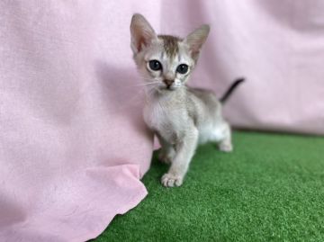 シンガプーラ【茨城県・男の子・2022年3月17日・セピアアグティー】の写真「晴海ママから生まれた男の子☆２匹目」