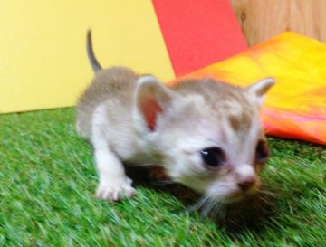 シンガプーラ【茨城県・女の子・2015年4月22日・セピアグティー】の写真「かわいい女の子です♪(´ε｀ )」