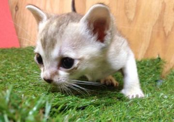 シンガプーラ【茨城県・男の子・2015年4月23日・セピアグティー】の写真「元気で顔立ちのととのった男の子です(^^)」