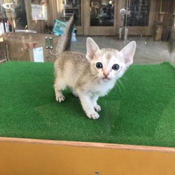 シンガプーラ【茨城県・男の子・2017年12月11日・セピアアグティー】の写真「はるかママから生まれた男の子★もう１匹の子」