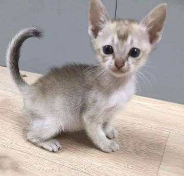 シンガプーラ【茨城県・男の子・2016年12月11日・セピアアグティー】の写真「好奇心旺盛で元気なイケメンくん☆」