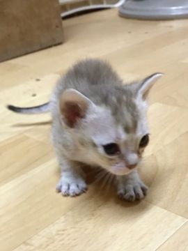 シンガプーラ【茨城県・女の子・2016年10月12日・セピアアグティー】の写真「チャンピオンの父と母をもつ甘えん坊な女の子❤︎」