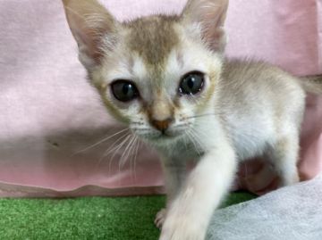 シンガプーラ【茨城県・男の子・2021年12月12日・セピアアグティー】の写真「ミミママから生まれた男の子☆」