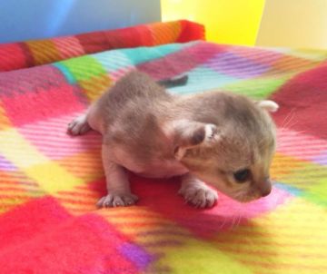 シンガプーラ【茨城県・女の子・2015年2月5日・セピアグティー】の写真「目の大きなきれいな女の子です！」