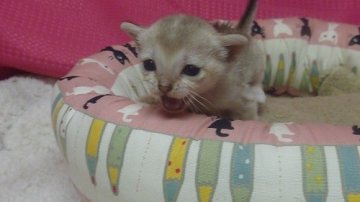 シンガプーラ【茨城県・女の子・2014年7月25日・セピアグティー】の写真「目がとってもクリクリした女の子☆」