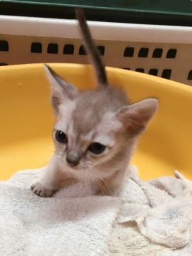 シンガプーラ【茨城県・男の子・2016年9月21日・セピアアグティー】の写真「キャリーママの好奇心いっぱな男の子♪」