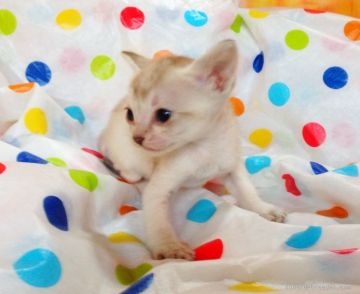 シンガプーラ【茨城県・女の子・2015年6月13日・セピアグティー】の写真「元気でキュートな女の子です(^^)」