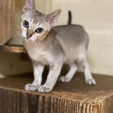 シンガプーラ【茨城県・男の子・2022年3月14日・セピアアグティー】の写真「若菜ママから生まれた男の子☆」