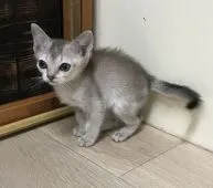 シンガプーラ【茨城県・女の子・2018年7月2日・セピアアグティー】の写真1「8/29撮影」