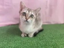 シンガプーラ【茨城県・女の子・2021年4月18日・セピアアグティー】の写真2「8/27撮影」